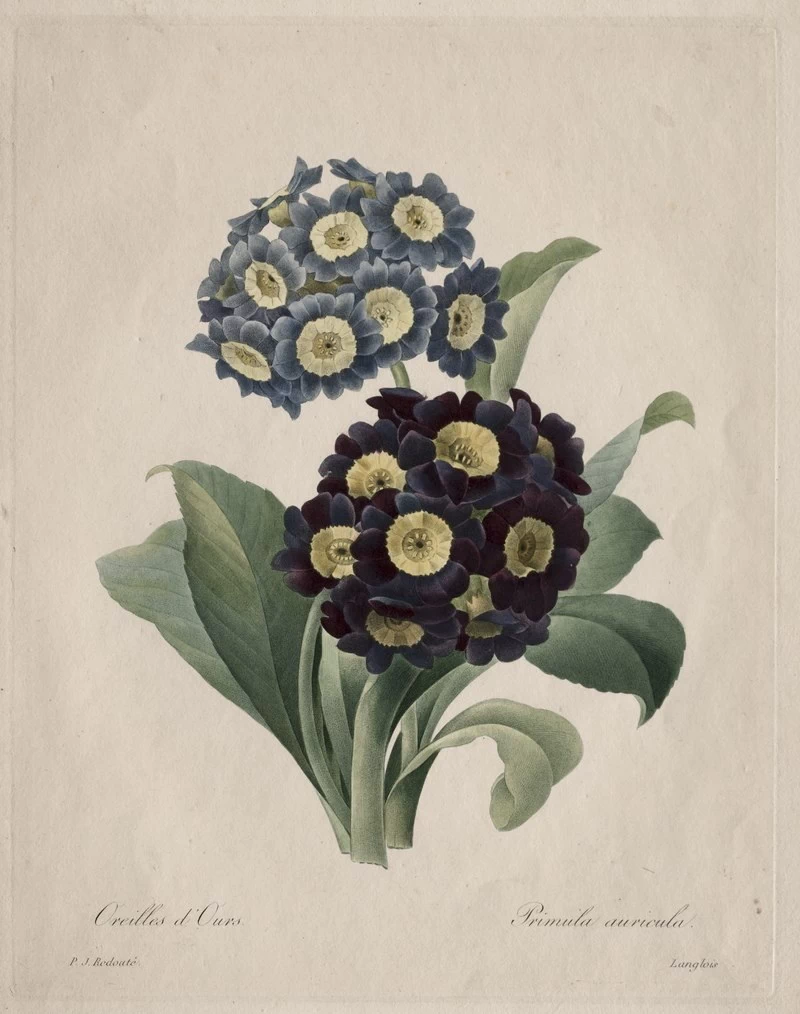 Primula auricula - Cleveland Museum of Art